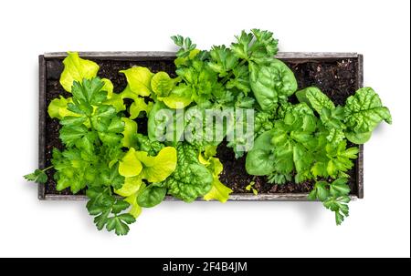 Isolierter Gemüsepflanzer, gefüllt mit Salat, Spinat und Sellerie. Draufsicht auf kleine erhöhte Gartenbeet mit interplanting oder intercropping Pflanzung. Stockfoto