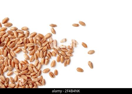 Organische harte rote Frühlingsweizenkerne zufällig verteilt. Das ganze Weizenkorn hat einen rötlichen Husk und nussigen Geschmack. Isoliert auf Weiß. Stockfoto