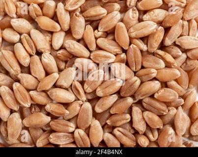 Organische harte rote Frühlingsweizenkerne ausgebreitet, aus nächster Nähe. Hintergrundstruktur. Das ganze Weizenkorn hat einen rötlichen Husk und nussigen Geschmack. Selektiv f Stockfoto