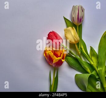 Bunte Tulpen auf weißem Hintergrund liegen Stockfoto