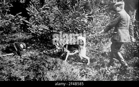 Deutscher Mann mit einem Hund des Roten Kreuzes, der im ersten Weltkrieg nach verwundeten Soldaten sucht. 1914-1915 Stockfoto