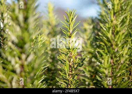 Rosmarinbusch aus nächster Nähe an einem sonnigen Tag. Bekannt als Salvia rosmarinus. Selektiver Fokus auf einen Zweig oder Stamm. Zum Würzen von Lebensmitteln, ätherischen Ölen und Stockfoto