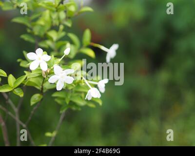 Gardenia, Rubiaceae kleine Stauden Blätter sind runde, ovale, spitze Blätter, einzelne Blüten aus der Spitze oder dem Ende des Astes. Blüten sind Fra Stockfoto