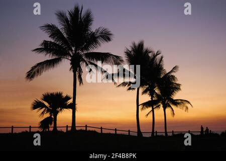 Broome ist eine Küstenstadt, Perlstadt und Touristenstadt in der Kimberley-Region von Western Australia. Foto zeigt Palmen bei Sonnenuntergang. Stockfoto