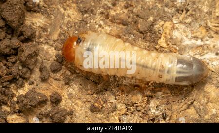 Larve des Käfer (lat. Melolontha) Stockfoto