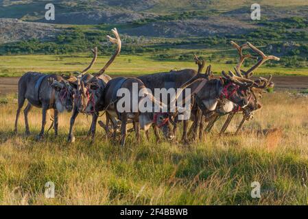 Schlitten von Rentieren an einem sonnigen Augusttag. Jamal, Russland Stockfoto