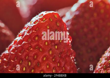 Makro für reife Erdbeeren mit selektivem Fokus und feinen Details im Vordergrund, Vollformat. Stockfoto