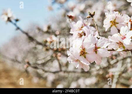 Blühende Mandelbäume im frühen Frühjahr in Israel. Stockfoto