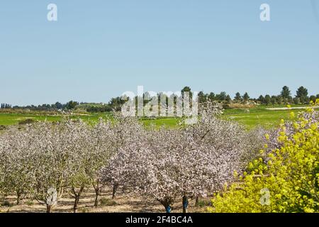 Gärten mit blühenden Mandelbäumen im frühen Frühjahr in Israel. Stockfoto