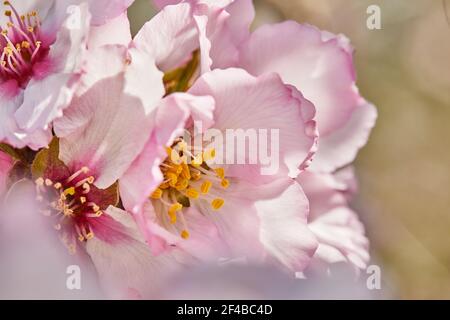 Blühende rosa Mandelblüten aus nächster Nähe. Stockfoto