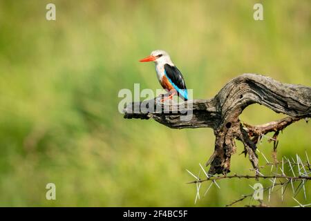 Grauer Eisvogel auf abgestorbenen Ast mit Catchlight Stockfoto
