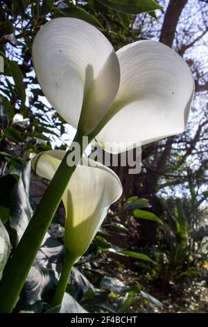 Weiße Arumlilien, Zantedeschia aethiopica, endemisch im südlichen Afrika, von unten gesehen, mit dem Sonnenlicht, das durch sie scheint Stockfoto