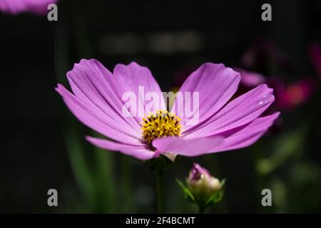 Ein einziger rosa Blütenkopf einer Cosmos Blume, Cosmos Bipinnatus, kennt sich auch als Mexiko-Aster aus Stockfoto