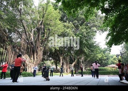 (210320) -- FUZHOU, 20. März 2021 (Xinhua) -- die Bürger machen Morgenübungen unter banyan-Bäumen im Baimahe Park in Fuzhou, südöstlich der Provinz Fujian in China, 16. März 2021. Umgeben von Hügeln und Bergen auf drei Seiten, ist die Küstenstadt Fuzhou die Hauptstadt der Provinz Fujian, südöstlich von China. Mit ihrem reichen kulturellen und historischen Erbe ist die Hauptstadt mit ihrem Spitznamen Banyan City beliebter, da zahlreiche banyan-Bäume in der ganzen Stadt gepflanzt werden und den Bürgern entlang der Straßen und Straßen Schatten spenden. Mit dem Minjiang Fluss, der durch die Stadt fließt, genießt Fuzhou eine günstige Klippe Stockfoto