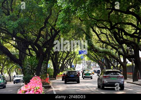 (210320) -- FUZHOU, 20. März 2021 (Xinhua) -- Autos fahren auf der Wushan Road in Fuzhou, südöstlich der chinesischen Provinz Fujian, 17. März 2021. Umgeben von Hügeln und Bergen auf drei Seiten, ist die Küstenstadt Fuzhou die Hauptstadt der Provinz Fujian, südöstlich von China. Mit ihrem reichen kulturellen und historischen Erbe ist die Hauptstadt mit ihrem Spitznamen Banyan City beliebter, da zahlreiche banyan-Bäume in der ganzen Stadt gepflanzt werden und den Bürgern entlang der Straßen und Straßen Schatten spenden. Mit dem Minjiang Fluss durch die Stadt fließt, genießt Fuzhou ein günstiges Klima und hohe Niederschläge, die Fuzho gibt Stockfoto