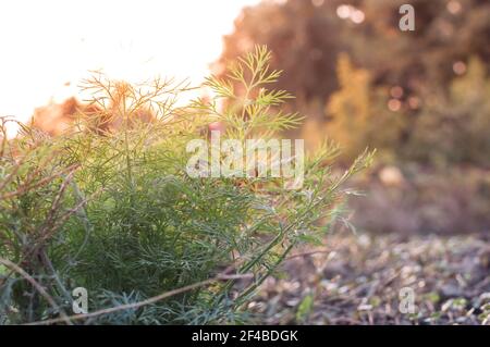 Dill wächst im Garten in der Sonne. Grüner Hintergrund von Dillblättern, Nahaufnahme. Erntekonzept. Stockfoto