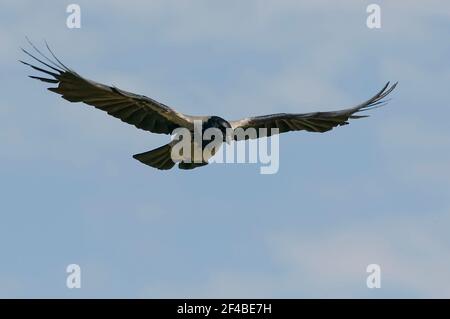 Krähe mit Kapuze (Corvus cornix) im Donaudelta Stockfoto