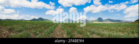 Panorama von Zuckerrohrfeld gegen blau bewölkten Himmel und Berge. Stockfoto