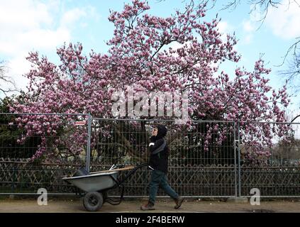 Paris, Frankreich. März 2021, 19th. Ein Gärtner geht am Champ-de-Mars nahe dem Eiffelturm in Paris, Frankreich, am blühenden Magnolienbaum vorbei, 19. März 2021. Kredit: Gao Jing/Xinhua/Alamy Live Nachrichten Stockfoto