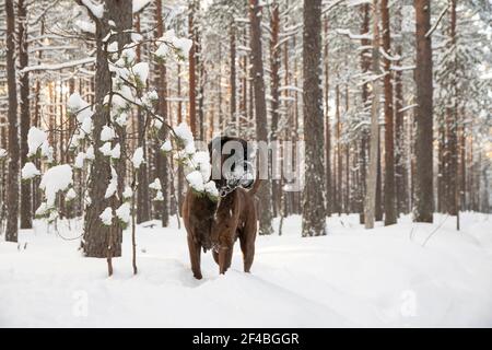 Ein Boxerhund, der in einem verschneiten Wald spielt Stockfoto