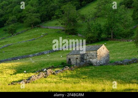 Schöne sonnige Wharfedale Landschaft (alte rustikale Scheune, steilen Hang, Trockenmauern, Schafe, Ackerland Weide) - Yorkshire Dales, England, Großbritannien Stockfoto