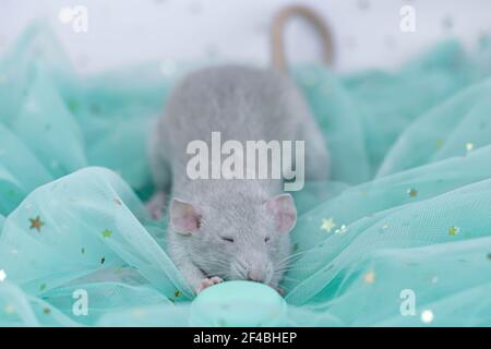 Eine kleine niedliche graue dekorative Ratte sitzt zwischen Falten aus minzleichtem und luftigem Stoff mit Pailletten. Lustige Tier isst Makronen-Kekse. Nahaufnahme von Nagetieren. Min Stockfoto