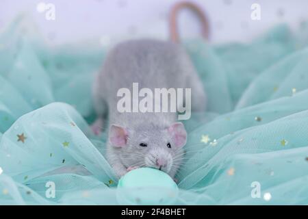 Eine kleine niedliche graue dekorative Ratte sitzt zwischen Falten aus minzleichtem und luftigem Stoff mit Pailletten. Lustige Tier isst Makronen-Kekse. Nahaufnahme von Nagetieren. Min Stockfoto