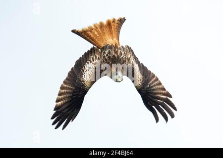 Red Kite (Milvus milvus) swooping hinunter in Richtung Beute in Hampshire, Großbritannien Stockfoto