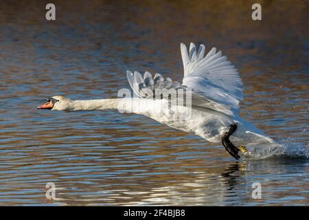 Der mute Schwan (Cygnus olor), der von einem See in Dorset, Großbritannien, abbricht Stockfoto