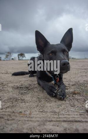 Intensiver schwarzer Kelpie-Hund starrst nach einem Schafmorgen Hundearbeit Stockfoto