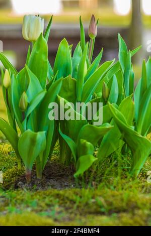 Gartenpflanzen im Frühjahr. Blumen Tulpen im Vorgarten. Mehrere Blüten mit grünen Blütenblättern und Blütenstielen. Weiße Blüten und geschlossene Tulpenblüten Stockfoto