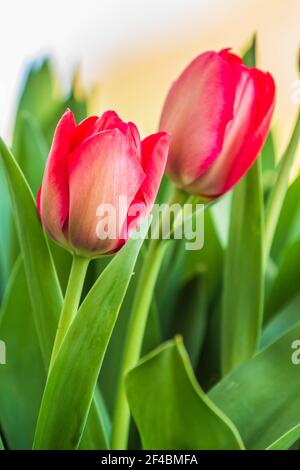Zwei Tulpenpflanzen im Frühjahr. Früh blühende Gartenblumen im Detail mit roten Blüten mit Blütenblättern und Blütenstielen. Leicht geöffnete Tulpenblume Stockfoto