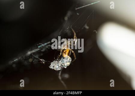 Kaninchenspinne (Steatoda bipunctata) im Haus mit Beute Stockfoto