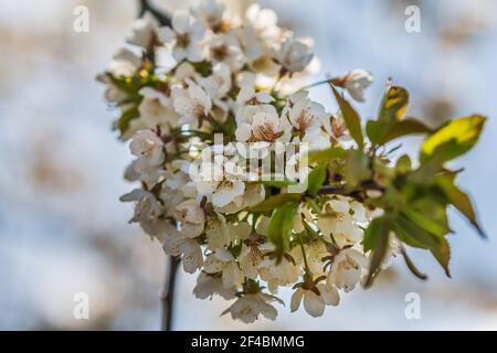 Einzelner Zweig von einem Apfelbaum. Obstbaum mit mehreren Blüten im Frühjahr. Konzentrieren Sie sich auf weiße Blütenblätter im Schatten bei Sonnenschein. Grüne Blätter auf Ast Stockfoto