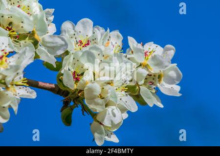 Zweig mit vielen Apfelblüten im Frühling gegen blauen Himmel. Blühen Sie vom Obstbaum im Sonnenschein. Apfelbaum mit offener weißer Blüte Stockfoto