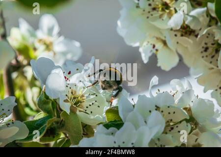 Zweig mit vielen Apfelblüten im Frühling. Hummel Insekt zurück auf einer Blüte des Obstbaums in Sonnenschein. Weiße Blüten, wenn sie geöffnet sind, mit rötlichen Blüten Stockfoto