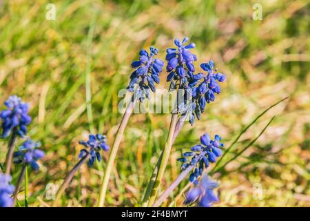 Wiese im Frühling mit Sonnenschein. Einzelnes Gras mit Wildblumen. Violette Blüten der Weinbergtraubenhyazinthe der Gattung Traubenhyazinthe im Spargel Stockfoto