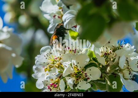Insektenbiene oder Hummel kriecht im Frühling über eine weiße Blume. Zweig eines Obstbaums in der Sonne. Apfelbaum mit vielen weißen, geöffneten Blüten, blüht Stockfoto