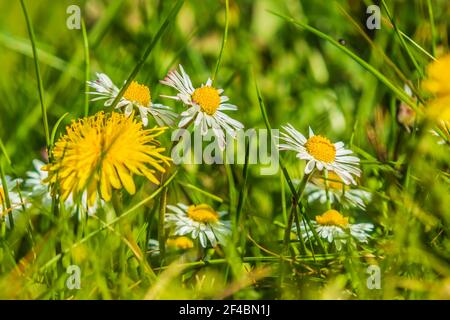 Grüne Wiese im Frühling mit Sonnenschein. Unter den Gräsern blühen gewöhnliche Löwenzahn und Gänseblümchen. Weiße und gelbe Blüten der Wildblumen. Offene Blumen Stockfoto