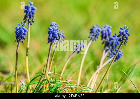 Lila Blüten von einem Wiesenblüher. Wildblumen Weinberg Traube Hyazinthe Muscari vernachlässectum Zwiebel geophyte im Frühling Sonnenschein. Blume mit grünem Stiel Stockfoto