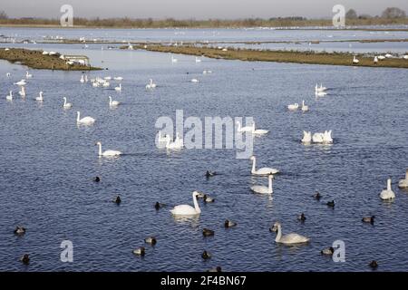 Whooper Swans - vor Häuten bei Welney WWT ReserveOlor cygnus Ouse wäscht Norfolk, UK BI020707 Stockfoto