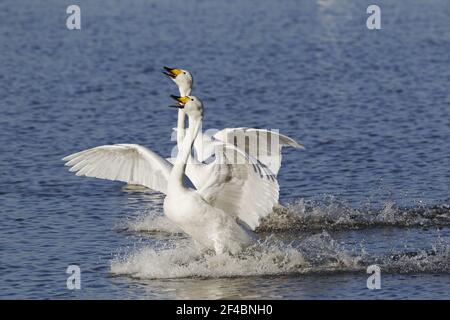 Whooper Swan - Coming in to landOlor cygnus Ouse wäscht Norfolk, UK BI020749 Stockfoto