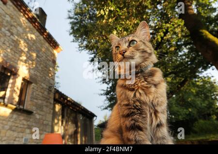 Eine schöne, dreifarbige Katze, die im Garten steht; die Katze hat weiße Schnurrhaare und grüne Augen, trägt einen Flohkragen und blickt nach vorne Stockfoto