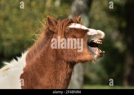 Ein New Forest Pony, möglicherweise Shetland Mix. Vom Rare Rassees Survival Trust (UK) als Minderheitsrasse eingestuft, was die Reaktion von Flehmen demonstriert. Stockfoto