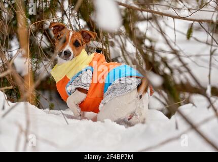 Kleine Jack Russell Terrier watend durch tief verschneite Feld, Äste um sie herum, tragen Schichten von warmer Kleidung in Winter leuchtend orange Stockfoto