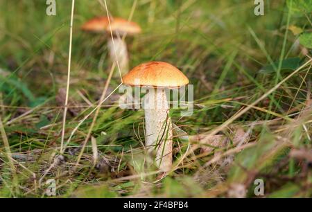 Zwei kleine Rotkappenstiel-Bolete (Leccinum aurantiacum), die im Wald wächst, trockene Blätter und Gras herum. Stockfoto