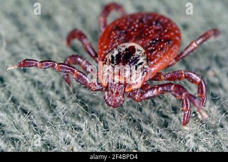 Zecken gehen auf Kleidung. Hohe Vergrößerung. Stockfoto