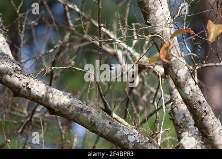Carolina-Windhauch (Poecile carolinensis) auf einem Ast Stockfoto
