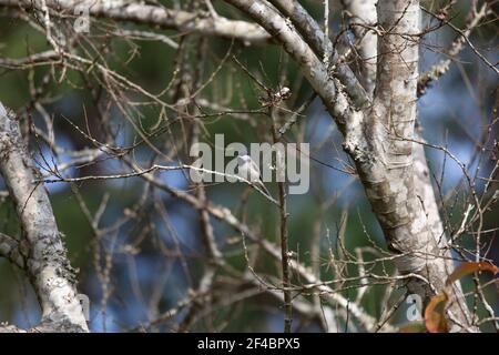 Carolina-Windhauch (Poecile carolinensis) auf einem Ast Stockfoto