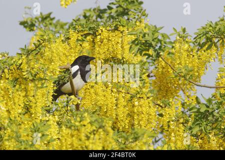 Elster - in Goldregen Baum Pica Pica Essex, UK BI020840 Stockfoto